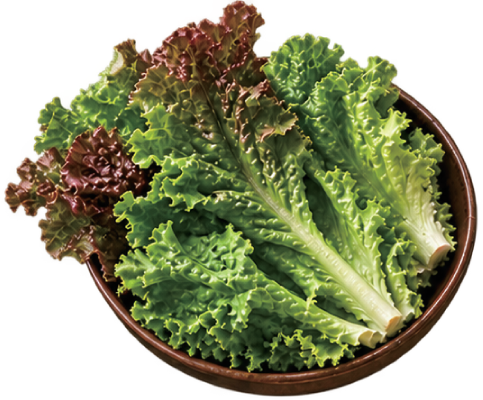 包肉用的新鮮生菜